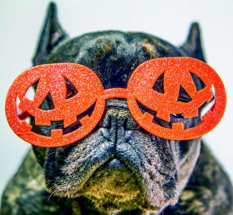 There are many ways a pet owner can ensure the safety of their beloved pets during Halloween. Courtesy photo