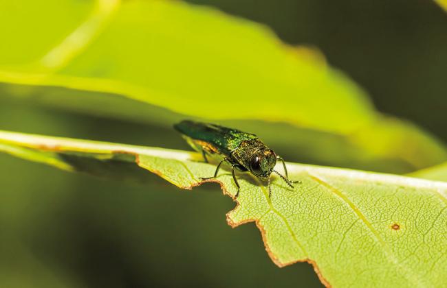The Emerald Ash Borer may be tiny, but it is a huge threat to the environment. Courtesy photo