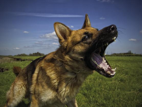 Marshall County, a dog-eat-dog community?