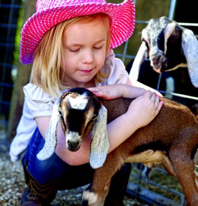 Annual Jr. Livestock Show set to begin