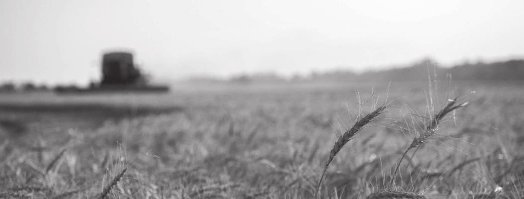 Wheat production in Oklahoma is catching up after heavy rains slowed down the process. Courtesy photo