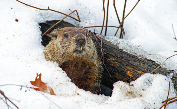 Punxsutawney Phil saw his shadow on February 2 and said there will be six more weeks of winter. Courtesy photo