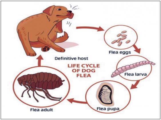 Fleas can cause all sorts of havoc on your beloved pet. Courtesy photo