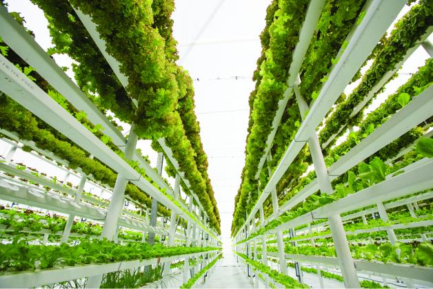 Vertical farming could be vital to meeting the demands for healthy foods by 2050. (Courtesy photo)