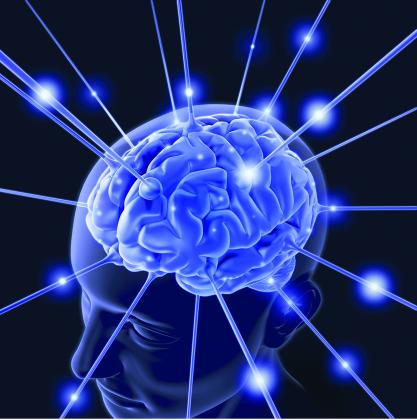 The brain can be divided into three main parts: the cerebrum, brainstem and cerebellum. Each of these parts serves different functions. (Courtesy photo)