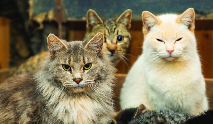 Along with the various breeds of cats comes their variety of characteristics. (Courtesy photo)