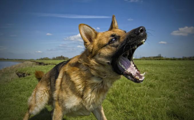 Many residents are voicing their concerns over the loose dog population in Oakland. (Courtes photo)
