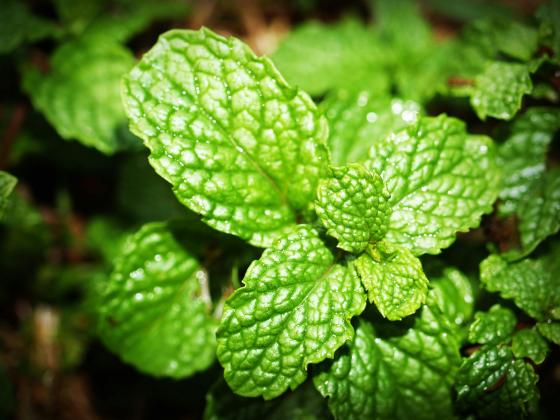 Mint is one of the most aromatics plants in the herb world. Mints are almost exclusively perennial herbs. (Courtesy photo)