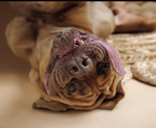 Ozzy, a french/bull mastiff mix from Newcastle, Okla. is in the Guiness World Record for having the longest tongue on a living dog. Courtesy photo