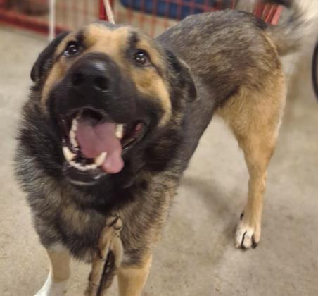 	MEET SHEP