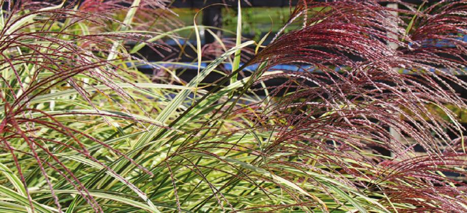 Homeowners who find that a traditional lawn is not practical can explore some low-maintenance alternatives. Courtesy photo