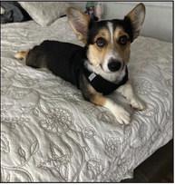Cooper