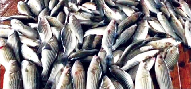 Courtesy Photo Shannon Newsom of Kingston is facing over $8,000 in fines for catching almost triple the limit for striper bass. He is also facing a Contributing to the Delinquency of a Minor ticket.