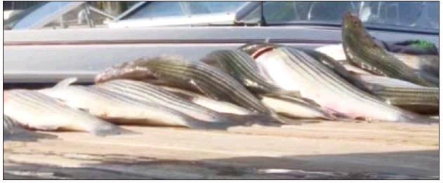 Big catch, bigger fine