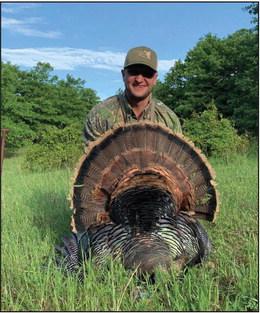Wild turkeys and what to do with them