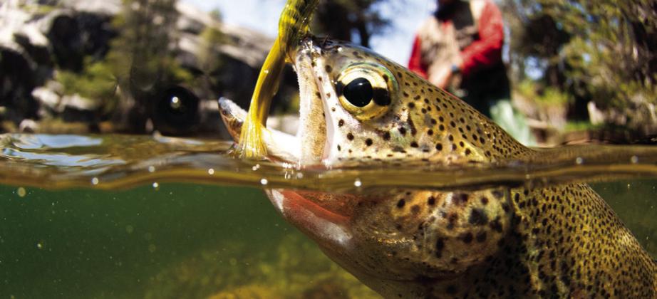 The Forecast Calls for Fishing