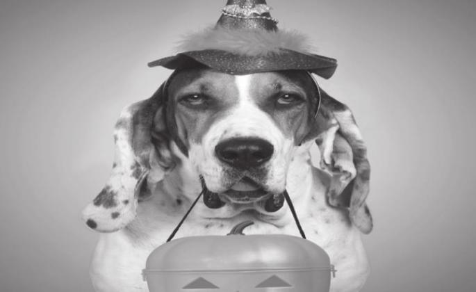 The Lucky Pup Lodge is the home away from home for pets with families on the go. Kim Hoppers and her crew have plenty of love to go around. Courtesy photo