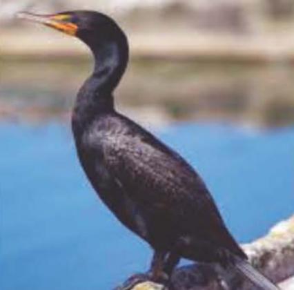 The Great Blue Heron, Greater Egret and Double Crested Cormorant are all fedrarlly protected migratory birds. Courtesy photo