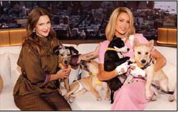 Famous dogs