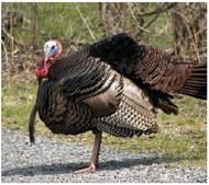 A beginner’s guide to wild turkey hunting