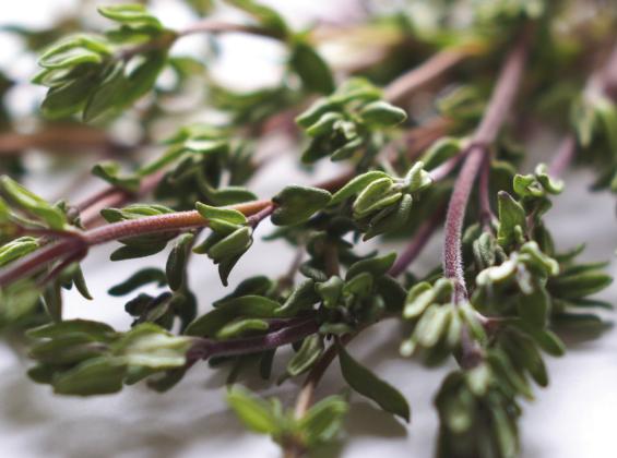 Thyme has many applications that have been used for centuries. Courtesy photo