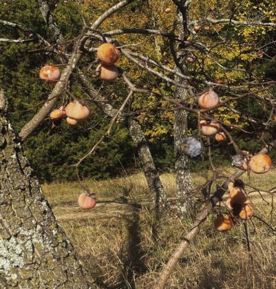 Permisson trees bloom after the first cold snap. Tom Stewart