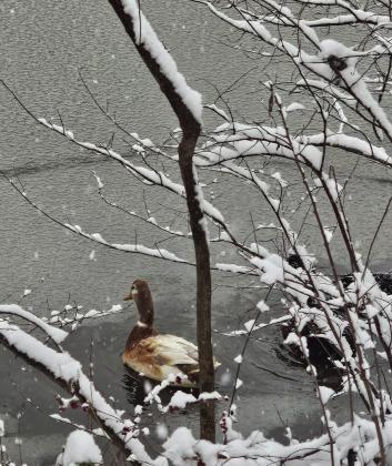 SNOW DAY