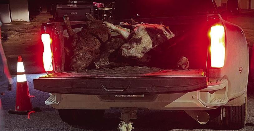 Annual Hog Hunt winners