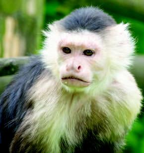 A pet monkey attacked a Dickson woman ripping her ear. Courtesy photo