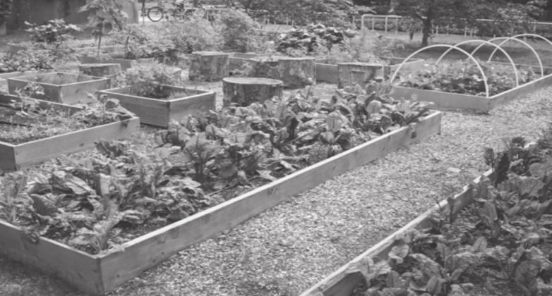 Six steps to a successful vegetable garden