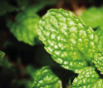 There are multiple uses for mint. Courtesy photo