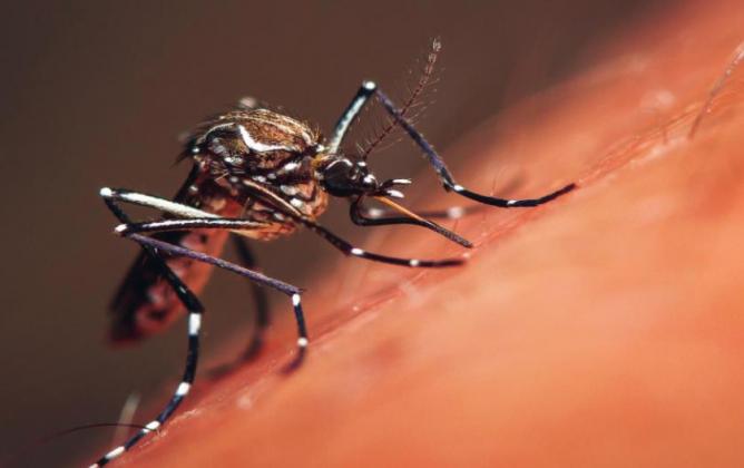 Container breeding mosquitoes such as the Aedes are expected to be heavier throughout the summer. Courtesy photo