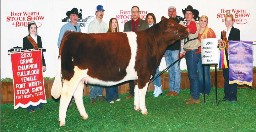 Courtesy photo Ace McHatton of Madill and his heifer Doxa Miss 57F took the Fullblood Division Grand Champion Fullblood Female in the 50th Anniversary National Maine-Anjou Show at the 202 Fr. Worth Stock Show and Rodeo on February 2.