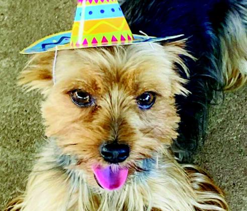 King Louis Voting has opened for the Dog Days of Summer Contest. Visit https:// www.gogophotocontest.com/madillrecorddogdaysofsummerphotocontest/ search to vote for your favorite pooch. There is still time to enter. Email entries to shalene@madillrecord.net. Be sure to include the dog's name and contact information for the owner.