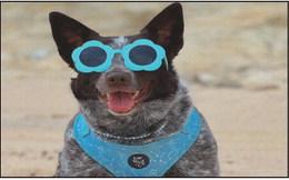 Dog Days of Summer contest winners announced