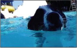Dog Days of Summer contest winners announced