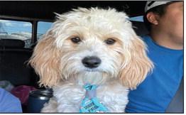 Dog Days of Summer contest winners announced