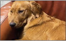 Dog Days of Summer contest winners announced