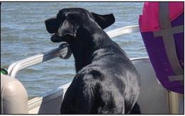 Dog Days of Summer contest winners announced