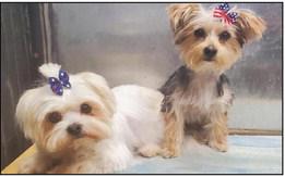 Dog Days of Summer contest winners announced