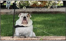 Dog Days of Summer contest winners announced