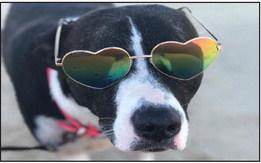 Dog Days of Summer contest winners announced