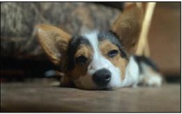 Dog Days of Summer contest winners announced