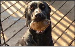 Dog Days of Summer contest winners announced