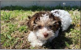 Dog Days of Summer contest winners announced