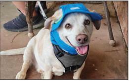 Dog Days of Summer contest winners announced