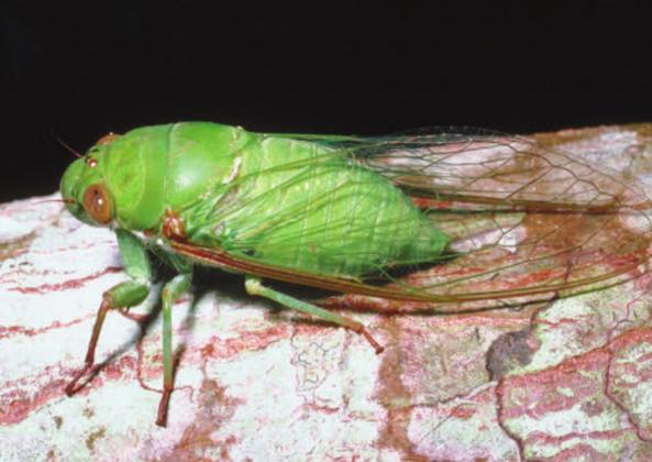 Courtesy photo Brood X is a generation of cicadas (magicicada cassinii) that only appears once every 17 years