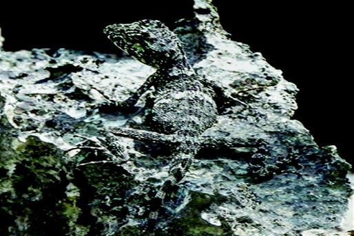 The Khammouane Karst Dragon camoflauges well with the rock formations making it difficult to spot. Santi Xavyasith