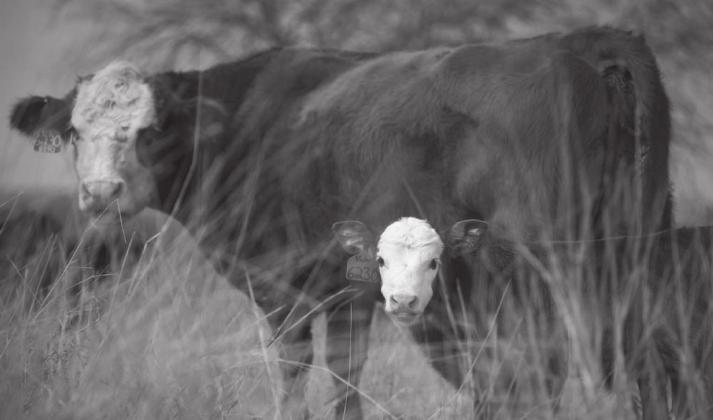 Ranchers suggest to do breeding soundness evaluations for optimal breeding season. Courtesy photo