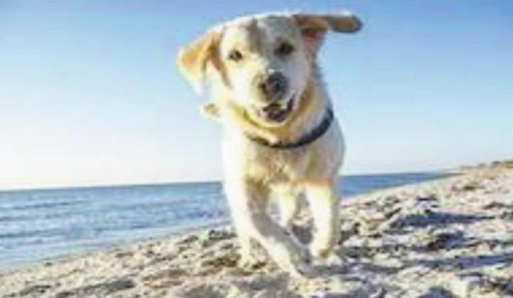 Dogs can sunburn just like humans